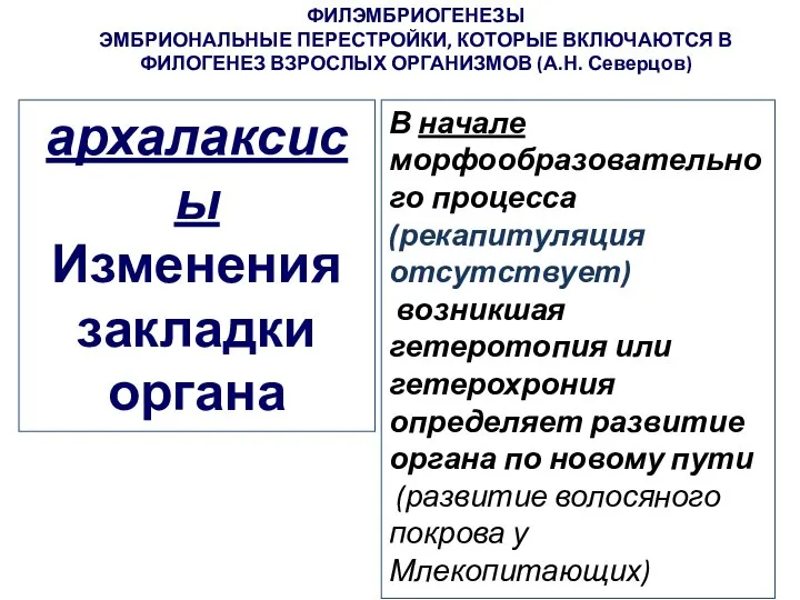 ФИЛЭМБРИОГЕНЕЗЫ ЭМБРИОНАЛЬНЫЕ ПЕРЕСТРОЙКИ, КОТОРЫЕ ВКЛЮЧАЮТСЯ В ФИЛОГЕНЕЗ ВЗРОСЛЫХ ОРГАНИЗМОВ (А.Н. Северцов)