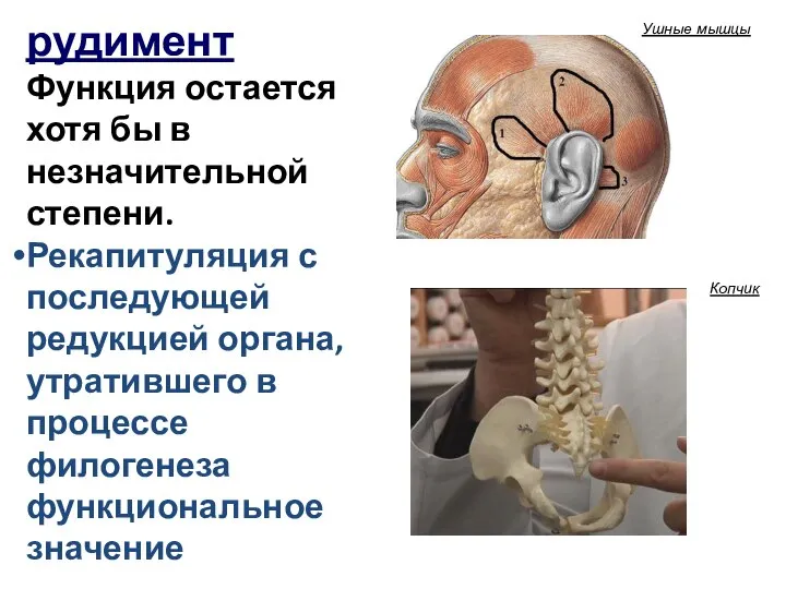 рудимент Функция остается хотя бы в незначительной степени. Рекапитуляция с последующей