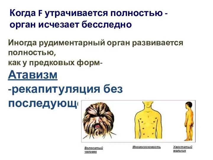 Когда F утрачивается полностью -орган исчезает бесследно Иногда рудиментарный орган развивается