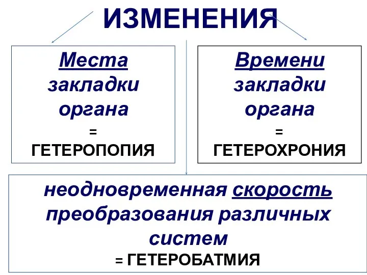 ИЗМЕНЕНИЯ Времени закладки органа = ГЕТЕРОХРОНИЯ Места закладки органа = ГЕТЕРОПОПИЯ