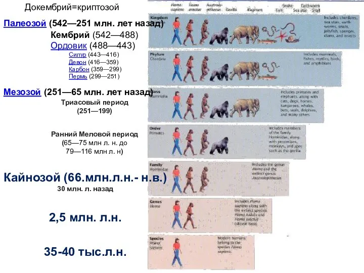 ← Д о к е м б р и й Палеозой