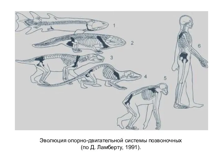 Эволюция опорно-двигательной системы позвоночных (по Д. Ламберту, 1991).