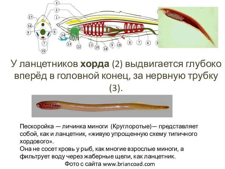 У ланцетников хорда (2) выдвигается глубоко вперёд в головной конец, за