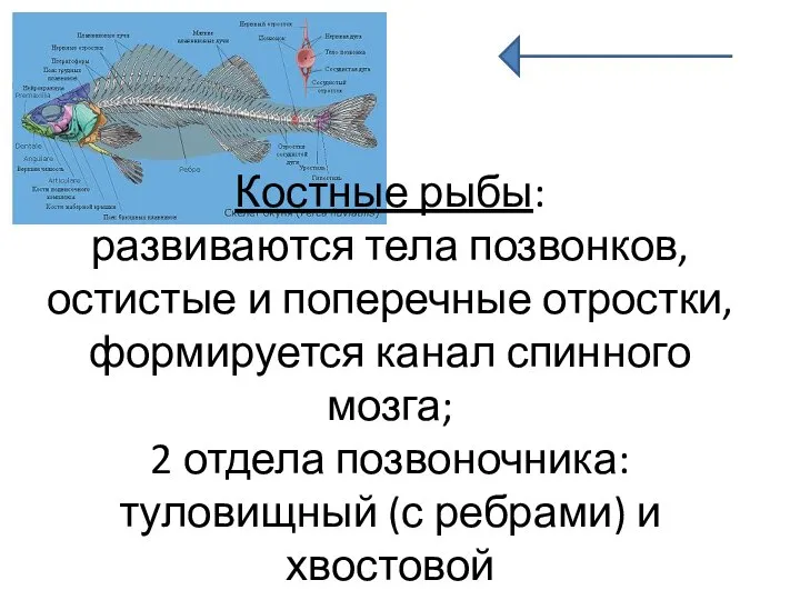 Костные рыбы: развиваются тела позвонков, остистые и поперечные отростки, формируется канал