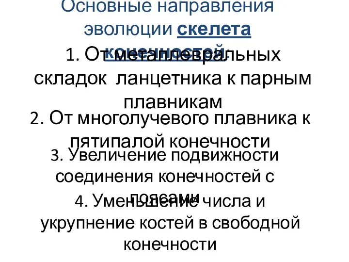 Основные направления эволюции скелета конечностей: 1. От метаплевральных складок ланцетника к