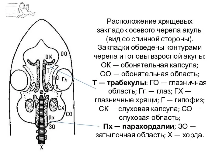 Расположение хрящевых закладок осевого черепа акулы (вид со спинной стороны). Закладки