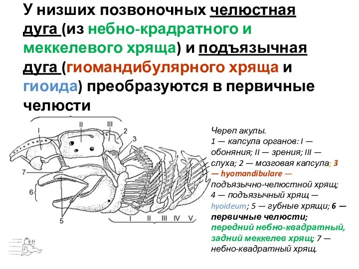 У низших позвоночных челюстная дуга (из небно-крадратного и меккелевого хряща) и