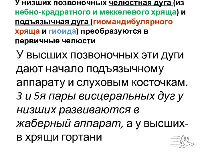 У низших позвоночных челюстная дуга (из небно-крадратного и меккелевого хряща) и