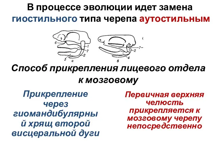 В процессе эволюции идет замена гиостильного типа черепа аутостильным Способ прикрепления