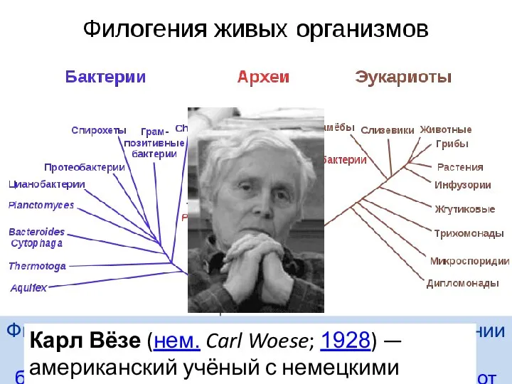 Филогенетическое дерево, построенное на основании анализа рРНК, показывает разделение бактерийбактерий, архейбактерий,