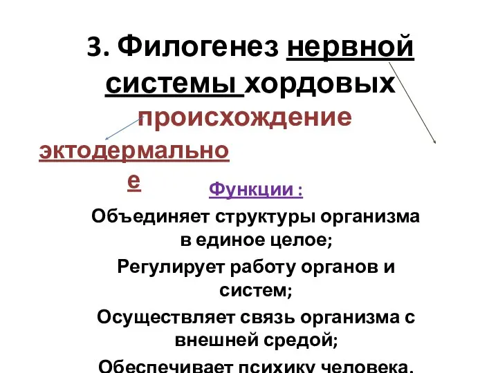 3. Филогенез нервной системы хордовых происхождение эктодермальное Функции : Объединяет структуры