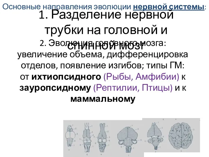 Основные направления эволюции нервной системы: 1. Разделение нервной трубки на головной