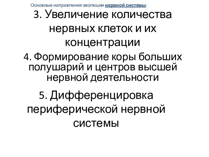 Основные направления эволюции нервной системы: 4. Формирование коры больших полушарий и