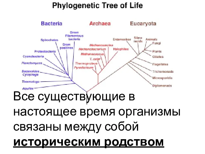 Все существующие в настоящее время организмы связаны между собой историческим родством