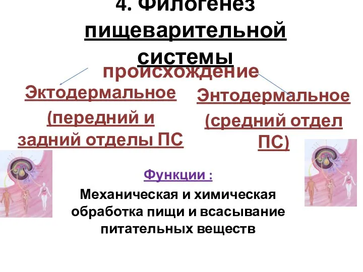 4. Филогенез пищеварительной системы происхождение Эктодермальное (передний и задний отделы ПС