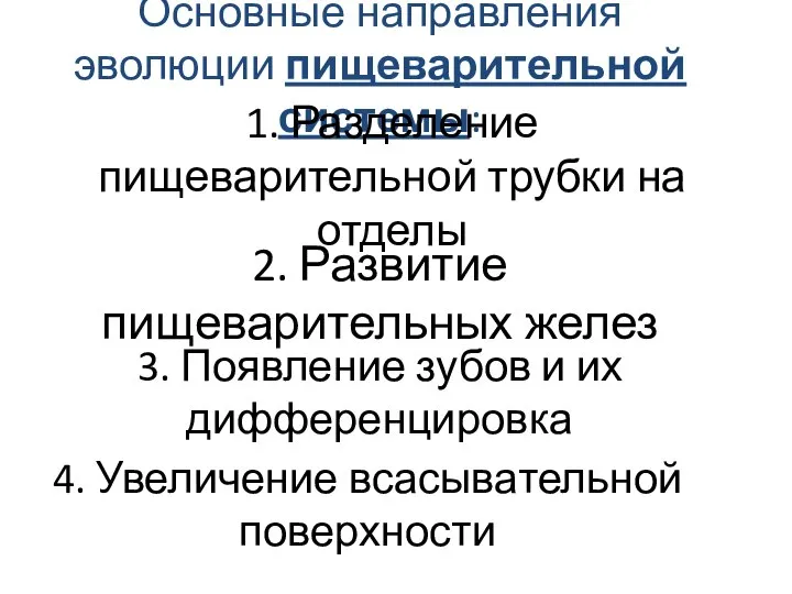 Основные направления эволюции пищеварительной системы: 1. Разделение пищеварительной трубки на отделы