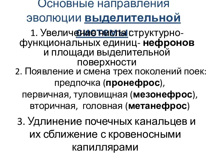 Основные направления эволюции выделительной системы: 1. Увеличение числа структурно-функциональных единиц- нефронов