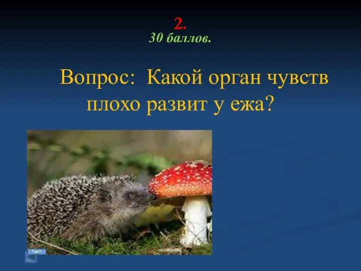 2. 30 баллов. Вопрос: Какой орган чувств плохо развит у ежа?