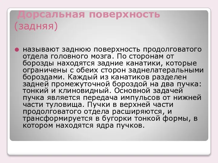 Дорсальная поверхность (задняя) называют заднюю поверхность продолговатого отдела головного мозга. По