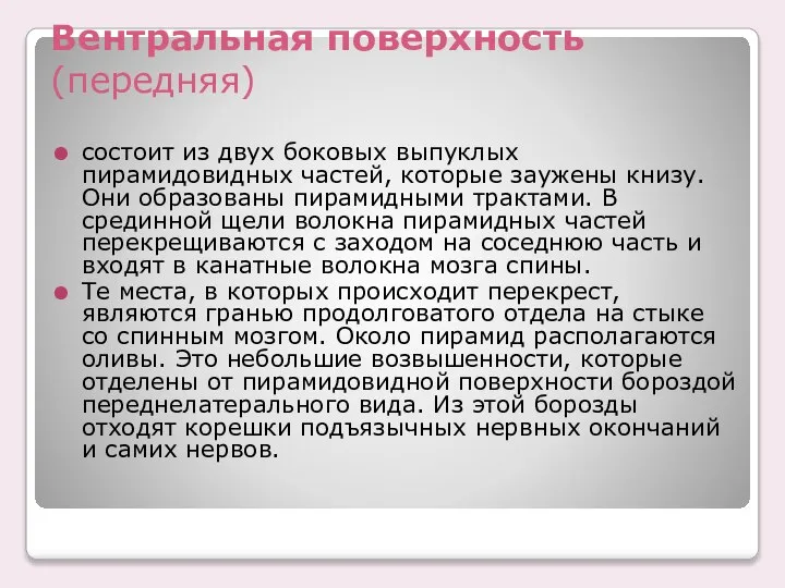 Вентральная поверхность (передняя) состоит из двух боковых выпуклых пирамидовидных частей, которые