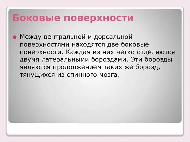 Боковые поверхности Между вентральной и дорсальной поверхностями находятся две боковые поверхности.