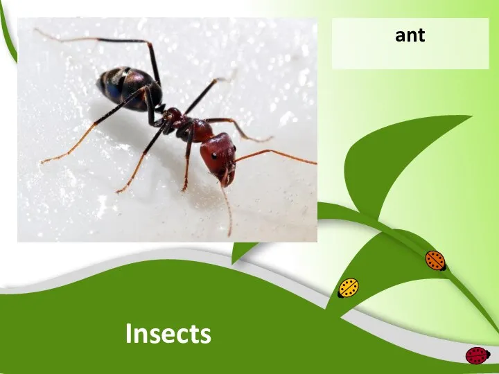 Insects ant