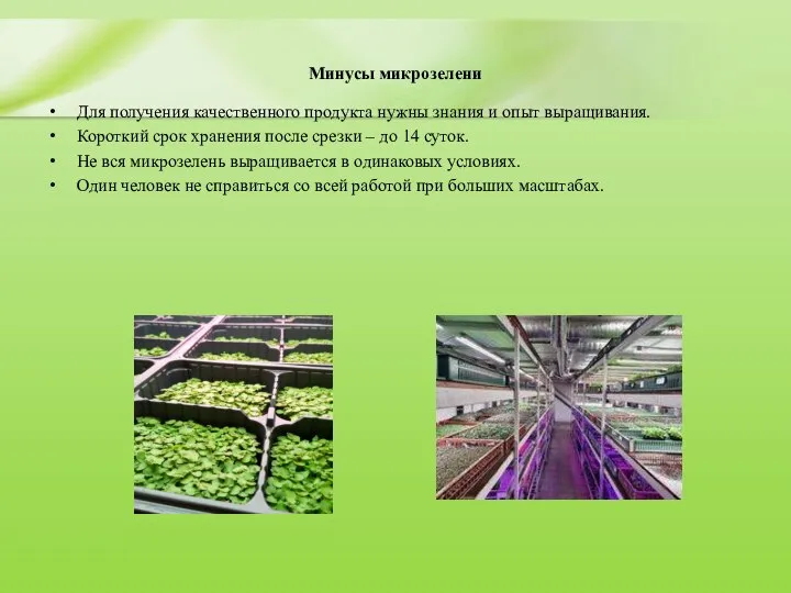 Минусы микрозелени Для получения качественного продукта нужны знания и опыт выращивания.