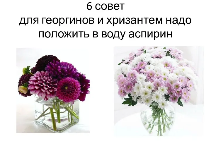 6 совет для георгинов и хризантем надо положить в воду аспирин