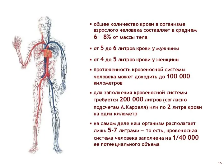 общее количество крови в организме взрослого человека составляет в среднем 6