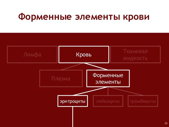 Форменные элементы крови Лимфа Кровь Тканевая жидкость Плазма Форменные элементы лейкоциты тромбоциты эритроциты