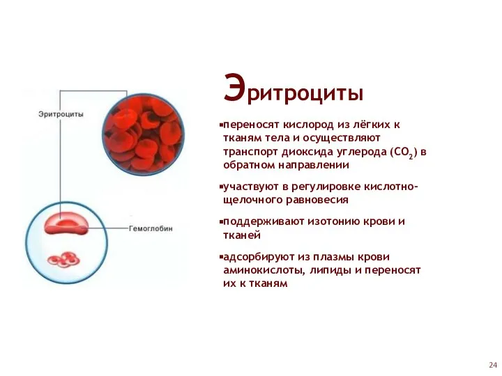 Эритроциты переносят кислород из лёгких к тканям тела и осуществляют транспорт