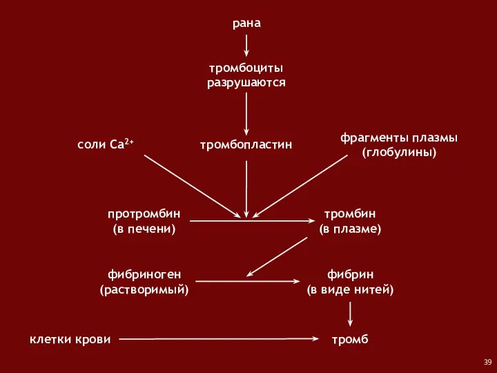 рана тромбоциты разрушаются протромбин (в печени) соли Са2+ фрагменты плазмы (глобулины)