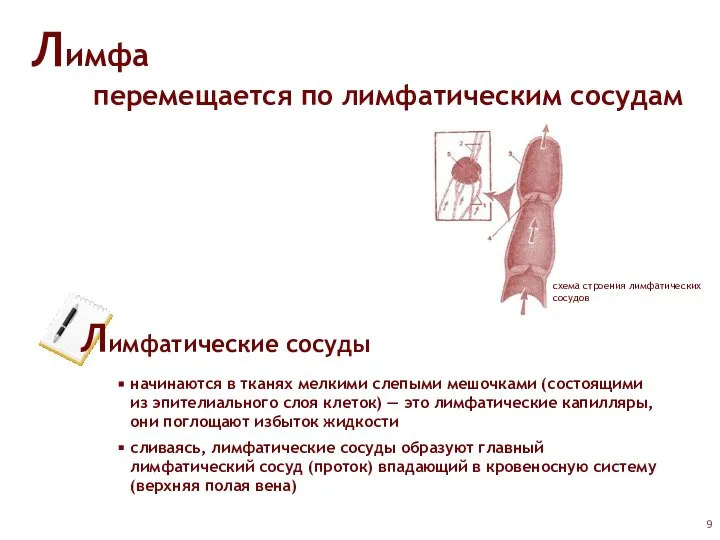 Лимфа перемещается по лимфатическим сосудам схема строения лимфатических сосудов