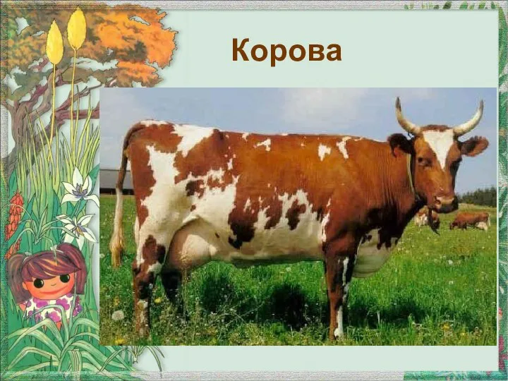 Корова