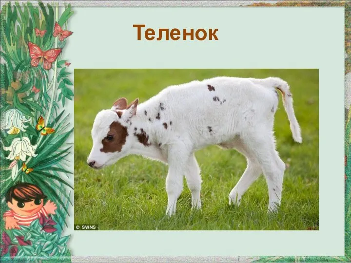 Теленок