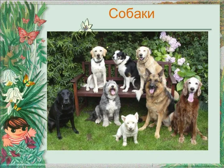 Собаки