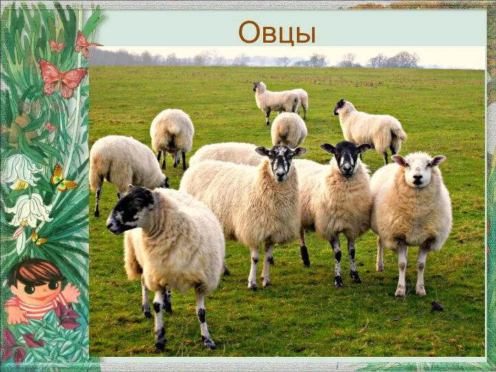 Овцы