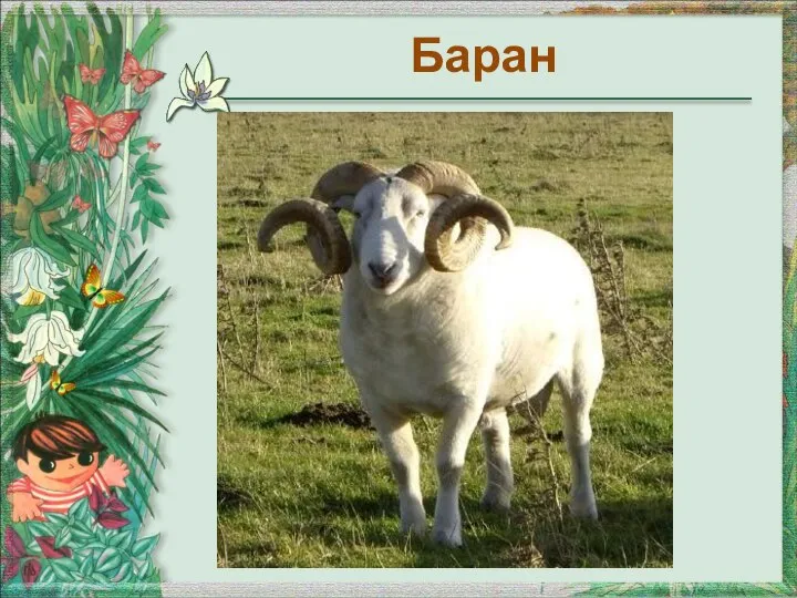 Баран