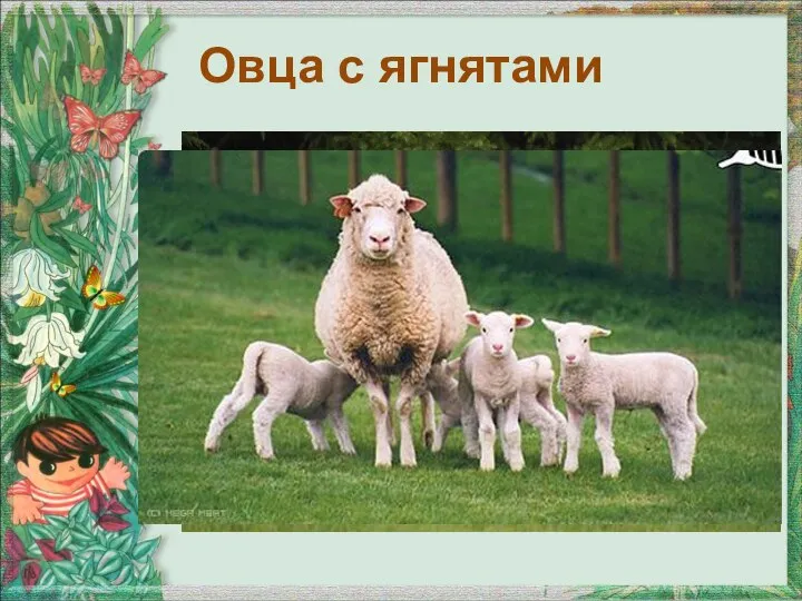 Овца с ягнятами