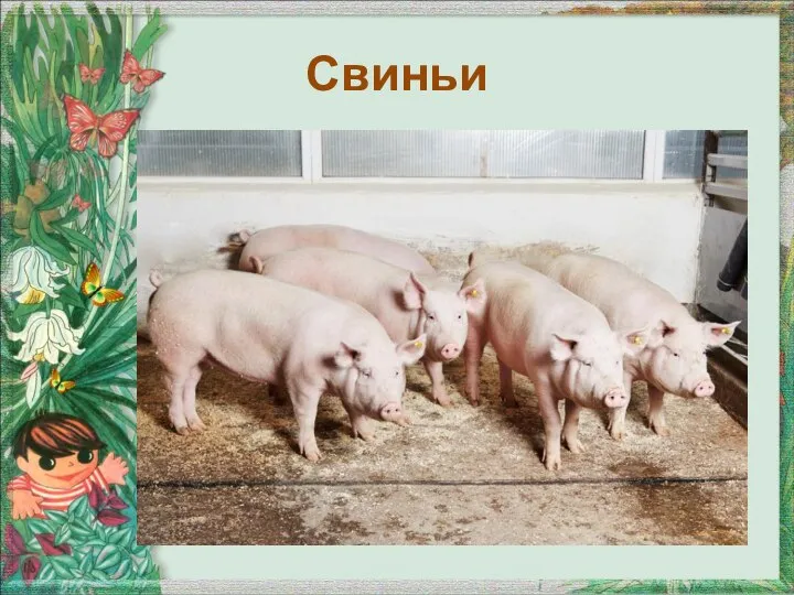 Свиньи