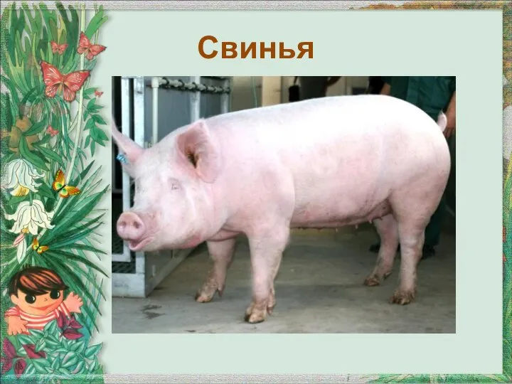 Свинья