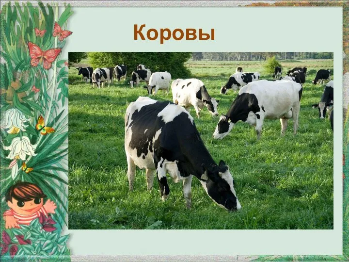 Коровы