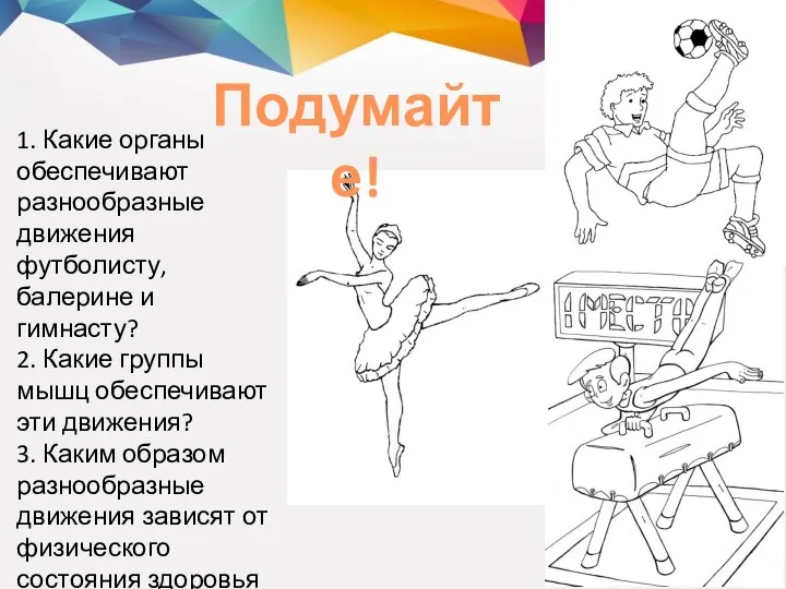 1. Какие органы обеспечивают разнообразные движения футболисту, балерине и гимнасту? 2.