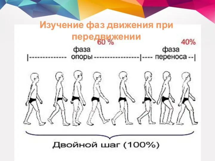 Изучение фаз движения при передвижении