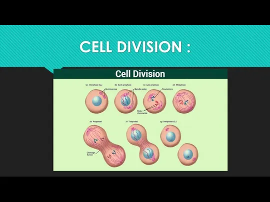 CELL DIVISION :