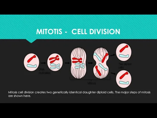 MITOTIS - CELL DIVISION Mitosis cell division creates two genetically identical