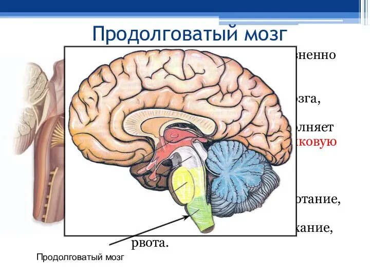 Продолговатый мозг Продолговатый мозг - жизненно важный отдел ЦНС, представляющий собой