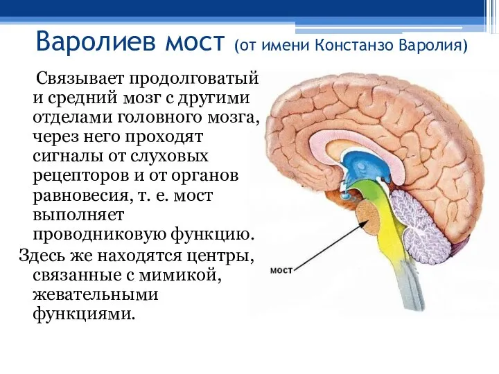 Варолиев мост (от имени Констанзо Варолия) Связывает продолговатый и средний мозг