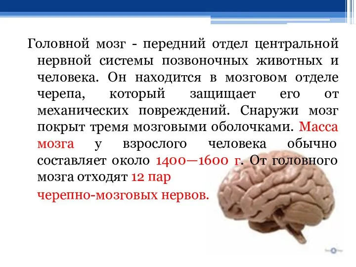 Головной мозг - передний отдел центральной нервной системы позвоночных животных и