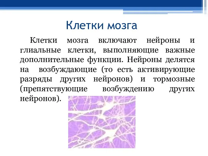 Клетки мозга Клетки мозга включают нейроны и глиальные клетки, выполняющие важные